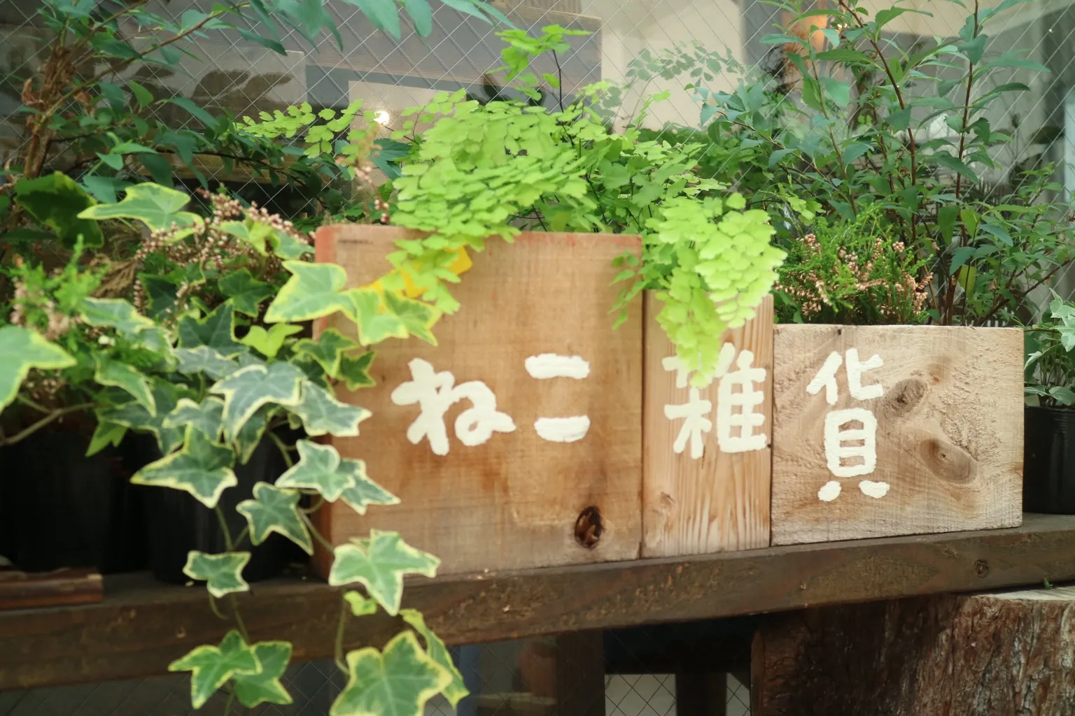 ＼あめかんむりです／